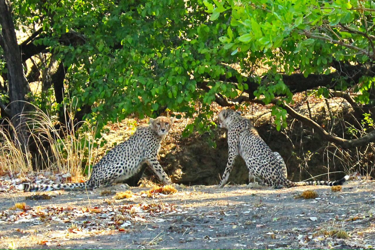 Kafue park is one of the last strongholds of the cheetah